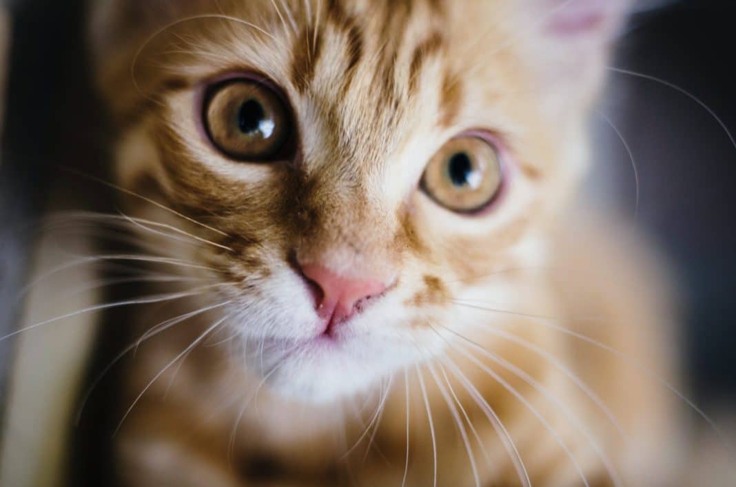 Comment Diagnostiquer L Asthme Chez Les Chats Quel Traitement