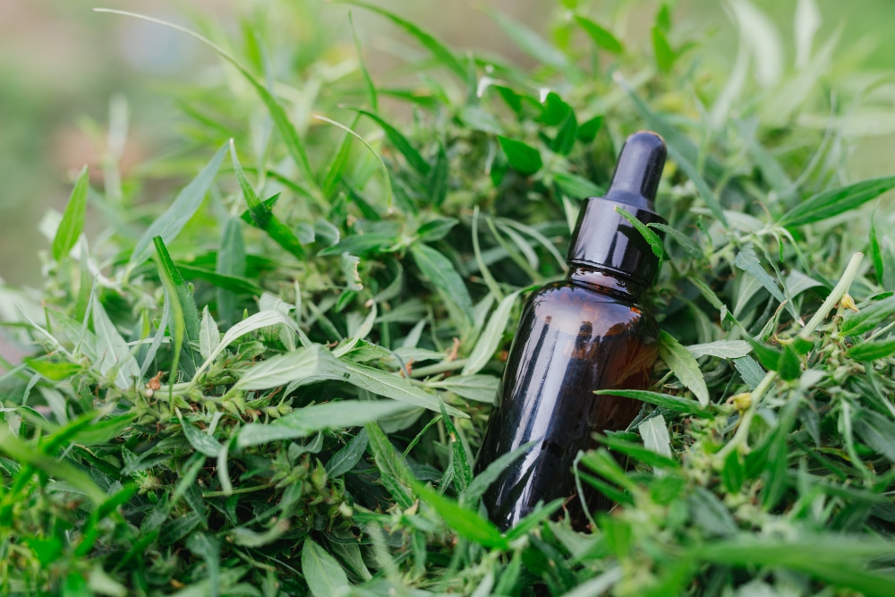 Comment Consommer De L’huile De CBD