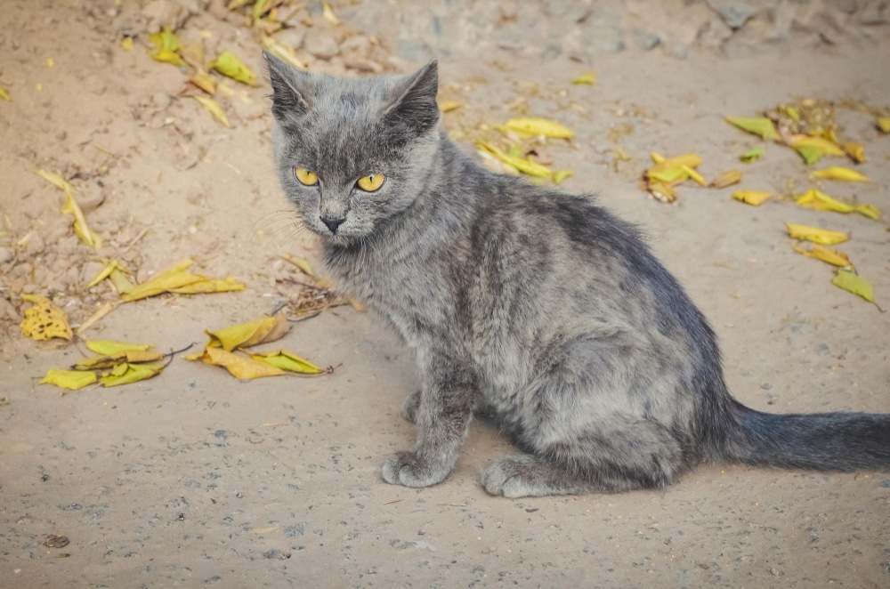 Comment Retrouver Son Chat Perdu