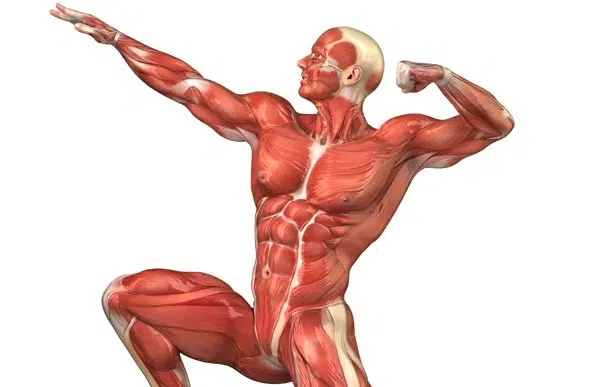 Découvrez les fabuleuses capacités insoupçonnées de vos muscles!