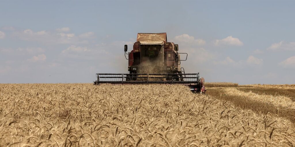 Céréales en Péril : 5 Questions Cruciales sur la Crise des Récoltes de Blé Tendre en 2023